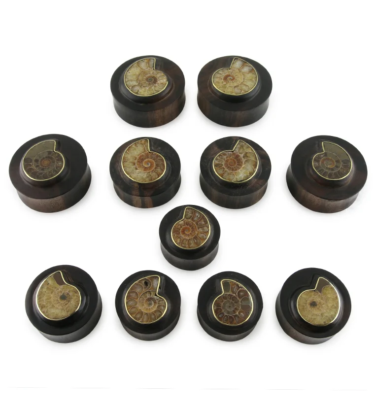 Areng Wood Plugs with Ammonite Inlay - Image 4