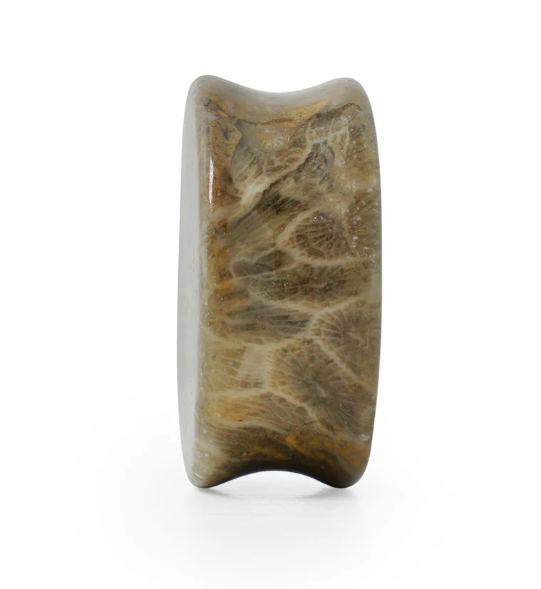 Fossilized Coral Plugs - Image 4